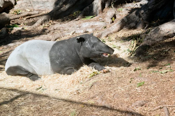 Anta Grande Mamífero Herbívoro Semelhante Forma Porco Com Tronco Nasal — Fotografia de Stock