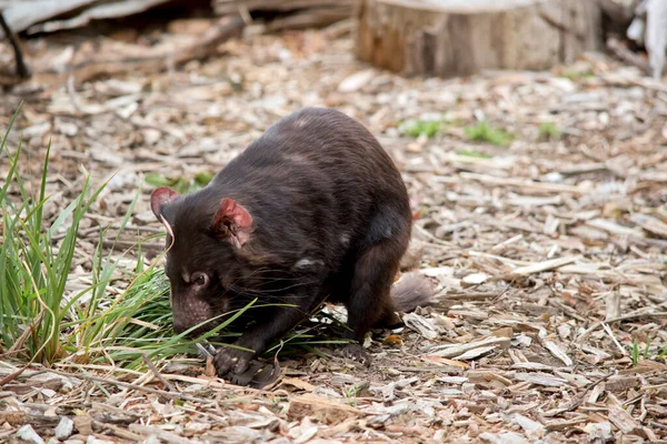 Diavolo Della Tasmania Vizioso Marsupiale Nero Che Cammina Zampe — Foto Stock