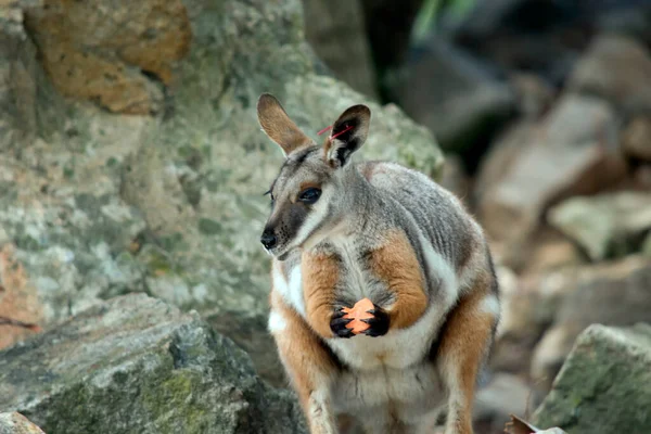 Wallaby Roca Patas Amarillas Gris Bronceado Blanco Con Una Nariz — Foto de Stock