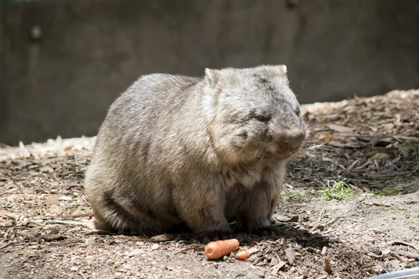 Wombat Brown Gray Marsupial Which Burrows Underground — Stock Photo, Image