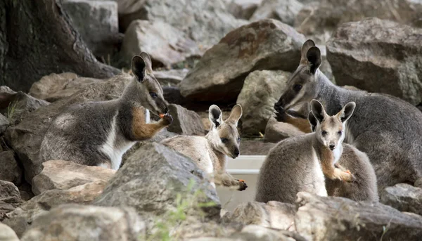 the yellow footed rock wallaby is grey, white and tan marsupial with black paws and a long tail
