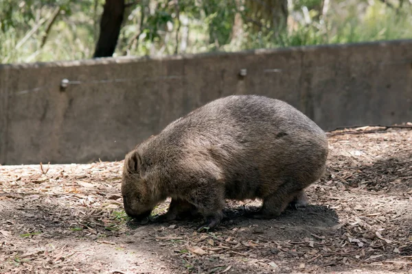 Wombat Brown Gray Marsupial Which Burrows Underground — Stock Photo, Image