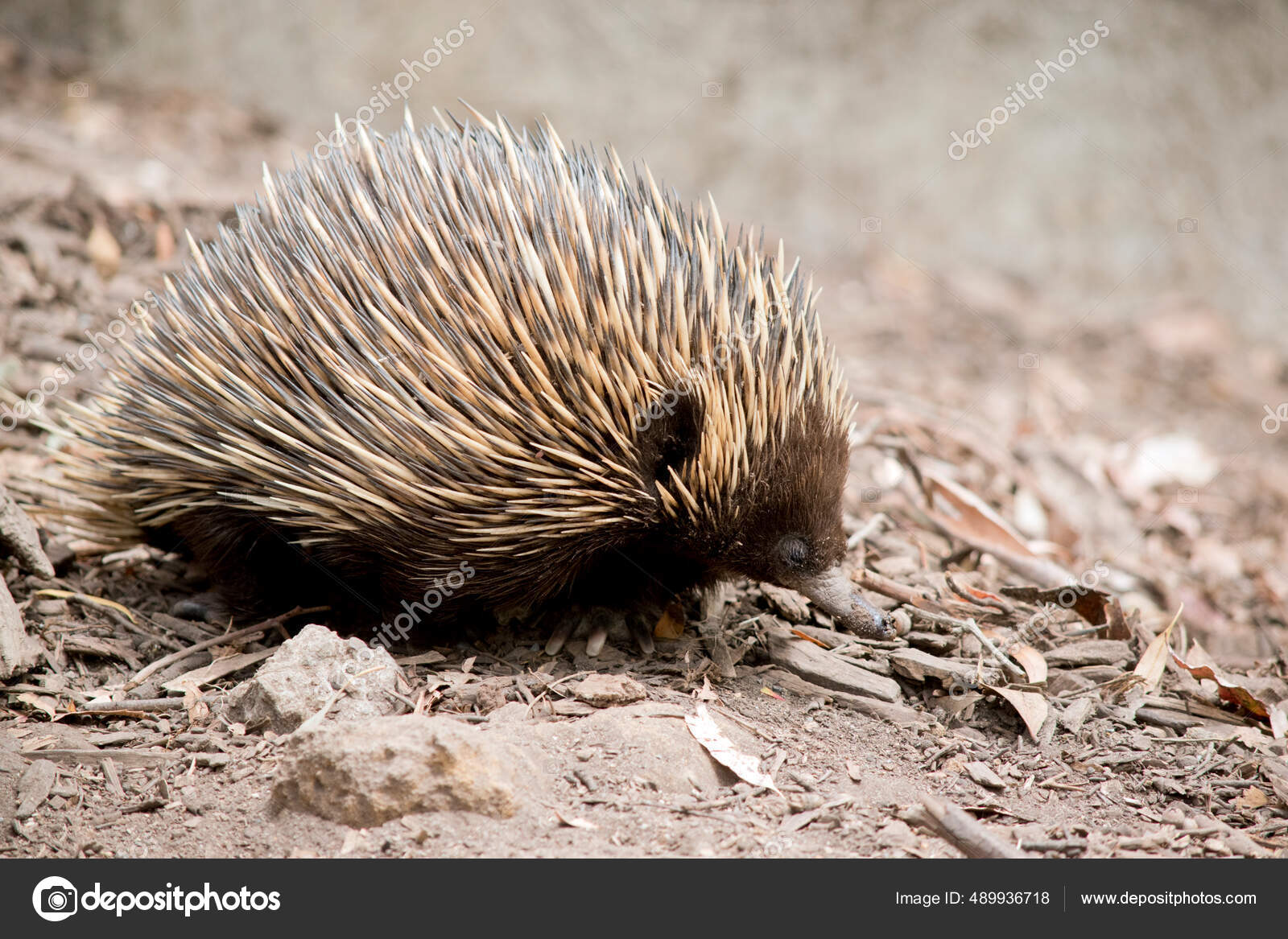 Echidna Brown Marsupial Prickly Spines Potection Stock Photo by ...