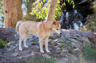 Altın dingo, taşrada dolaşan altın rengi kahverengi bir köpek. Kalın bir kuyruğu var.
