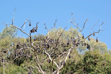 Meyve yarasaları Adelaide 'in ortasında botanik bahçelerinin orada yüzlercesi var. Meyve yarasalarının kafalarının üstünde ve arkasında kahverengi kürk olan siyah kanatları ve yüzü vardır.