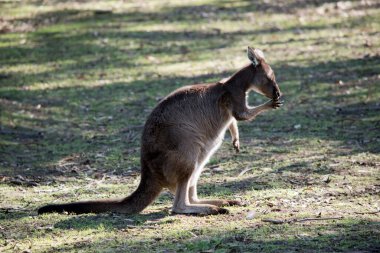 Batı gri kangurusunun kahverengi kürkü ve kahverengi gözleri vardır.