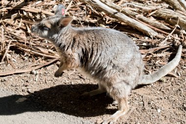 Tammar valabisi küçük gri bir kesedir.