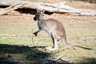 Batı gri kangurusu bir dal yiyor.