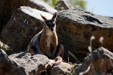 Sarı ayaklı kaya valabisi gri, beyaz ve bronzdur 