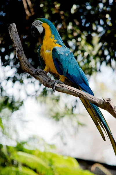 Arara Azul Dourada Grande Papagaio Que Vive Amazônia — Fotografia de Stock