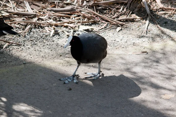 Galo Eurasian Pássaro Água Preta Com Pés Grandes — Fotografia de Stock