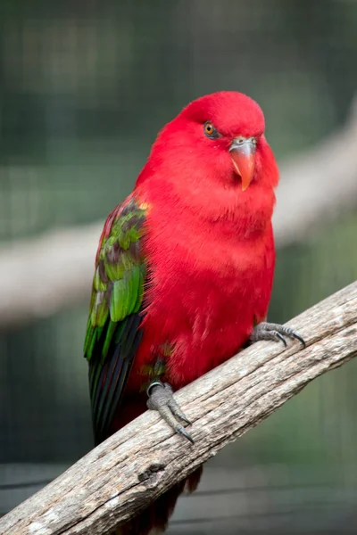 Praatlory Een Helderrode Vogel Met Groen Zijn Vleugels — Stockfoto