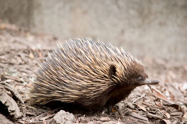 Echidna Marsupial Marrom Com Espinhos Espinhosos Para Potecção — Fotografia de Stock