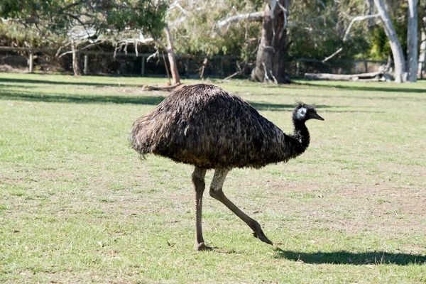 Emu Grande Uccello Senza Volo — Foto Stock