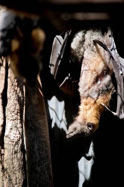 the fruit bat has black wings and brown fur