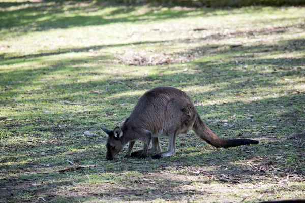 カンガルー島のカンガルーはパドックで放牧しています — ストック写真