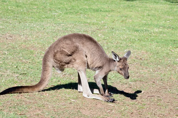 西部の灰色のカンガルーは茶色の毛皮と茶色の目をしています — ストック写真