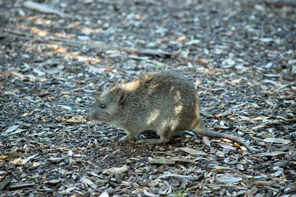 Lungo Potoroo Dal Naso Sembra Topo Grigio — Foto Stock