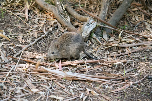 Lungo Naso Potoroo Guardare Ssimilar Ratto Grigio — Foto Stock