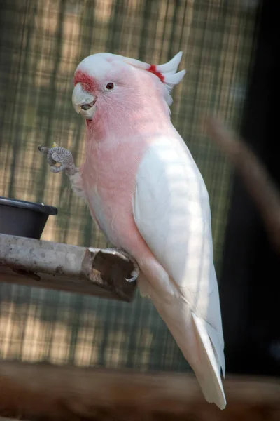 Der Große Mitchell Kakadu Ist Weiß Mit Rosa Auf Seinem — Stockfoto