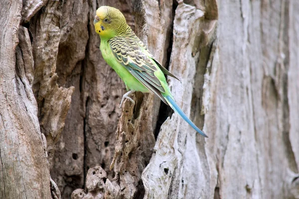 Parakeet Has Green Body Yellow Head — Stock Photo, Image