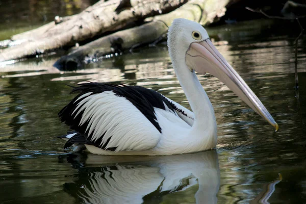 Esta Uma Vista Lateral Pelicano — Fotografia de Stock