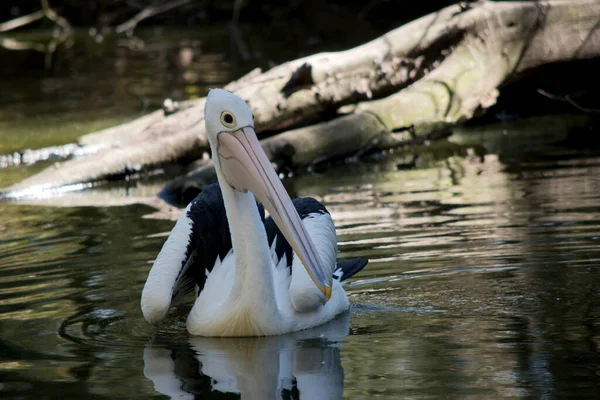 Pelicano Australiano Está Nadando Lago — Fotografia de Stock