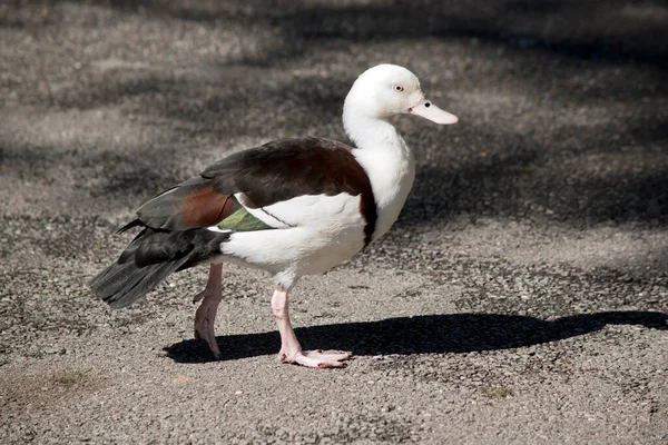 Dies Ist Eine Seitenansicht Einer Radjah Ente — Stockfoto