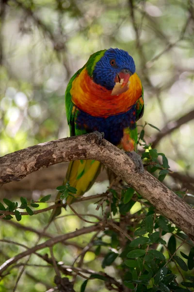 Lorikeet Arco Íris Está Comendo Pouco Casca Laranja — Fotografia de Stock