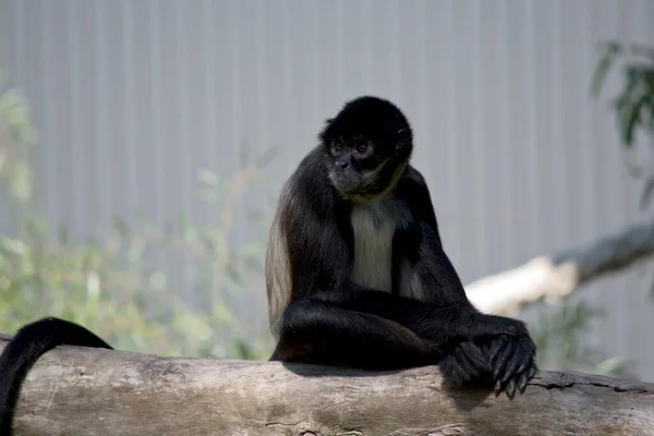 Macaco Aranha Tem Uma Caixa Creme Maily Preto Cinza Com — Fotografia de Stock