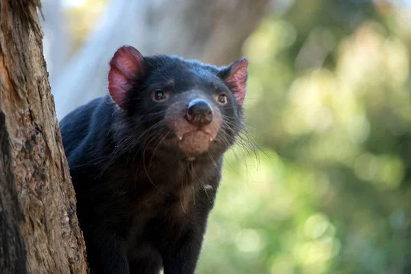 Este Primer Plano Demonio Tasmania — Foto de Stock