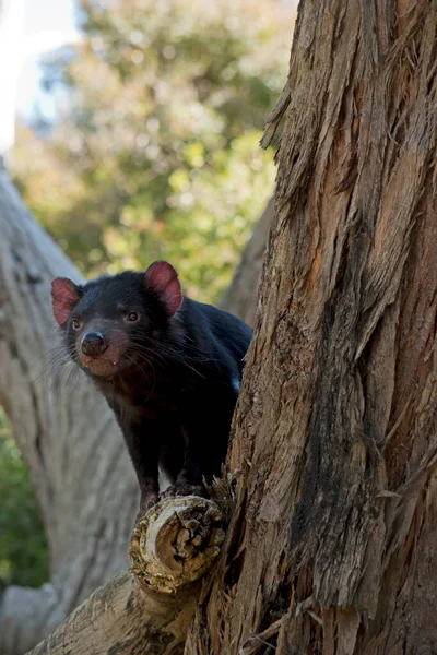 Diablo Tasmania Marsupial Negro Con Ojos Marrones Dientes Afilados — Foto de Stock