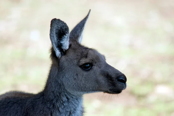 Dit Een Close Van Een Westerse Grijze Kangaro — Stockfoto