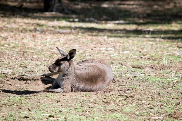 Das Westliche Graue Känguru Hat Braunes Fell — Stockfoto