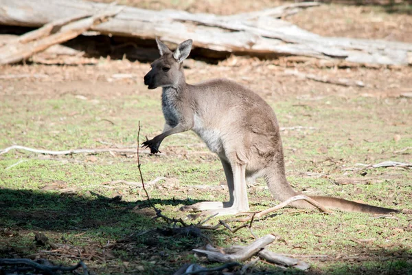 Westelijke Grijze Kangoeroe Eet Een Takje — Stockfoto