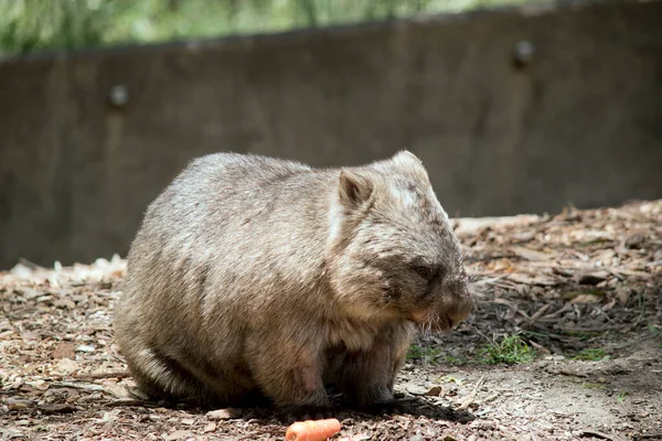 Wombat Brown Gray Sumsupial Which Burrows Underground — стоковое фото