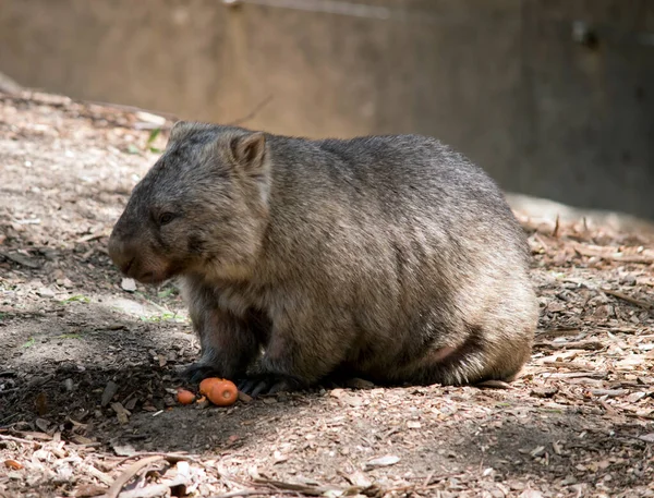 Wombat Brown Sumsupial Which Burrows Underground — стоковое фото