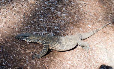 Dantel monitör ya da goanna siyah ve beyazdır.