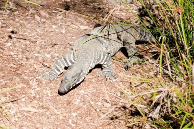 Dantel monitör ya da goanna siyah ve beyazdır.
