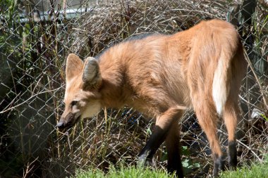 Yaban kurdu kahverengidir, kulaklarında beyaz kürk.
