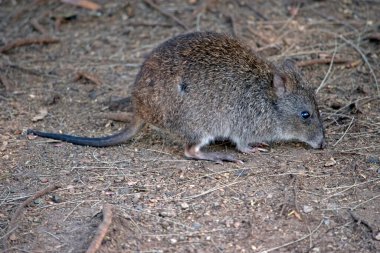 Potoroo küçük bir keseli fareye benziyor.