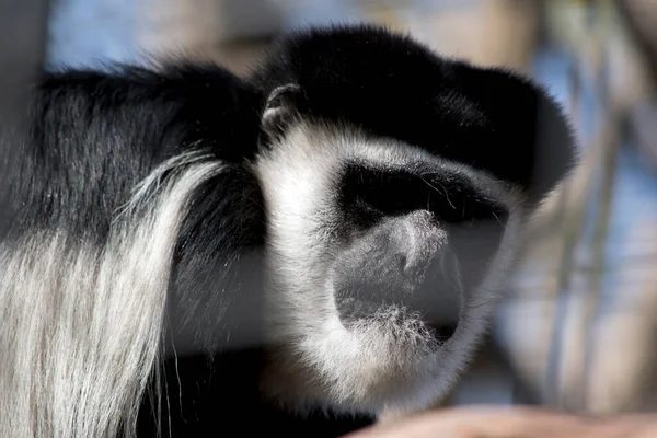 Μαύρος Και Λευκός Κολοβός Είναι Πίθηκοι Του Γένους Colobus Του — Φωτογραφία Αρχείου