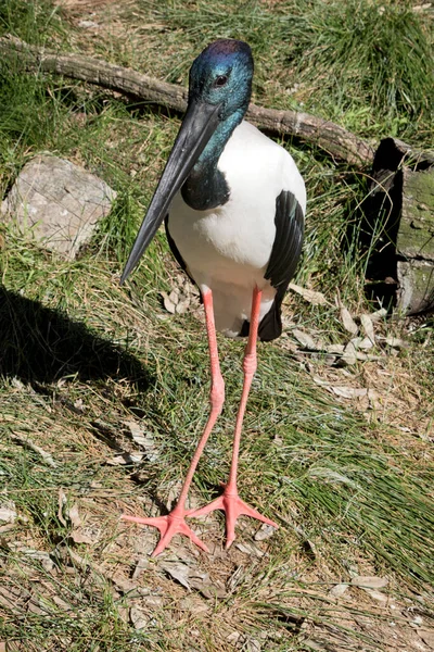 Black Necked Stork Has Shine Blue Head Neck White Body — Stock Photo, Image