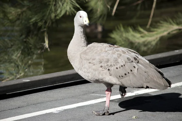 Cape Barren Goose Grey Dark Grey Spots Yellow Beak — Stock Photo, Image