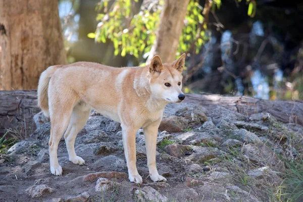 Den Gyllene Dingo Gyllene Brun Hund Som Strövar Utomhus Den — Stockfoto