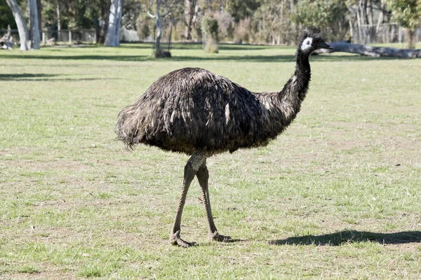 Emu Grande Uccello Senza Volo — Foto Stock