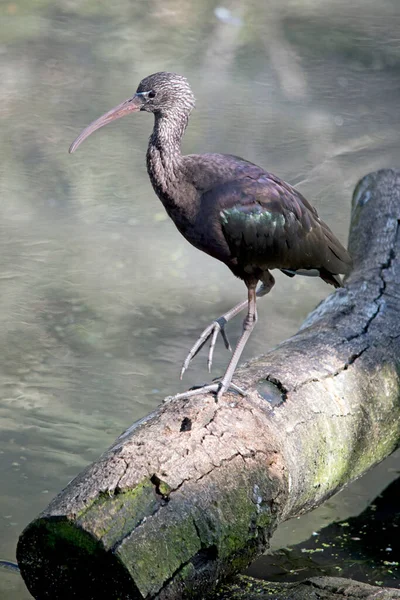 Ibis Uzun Bacakları Boynu Gagası Olan Uzun Bir Kuşudur — Stok fotoğraf