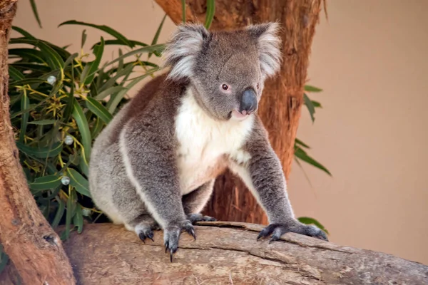 Koala Egy Erszényes Amely Szürke Fehér Bolyhos Fülekkel Éles Karmokkal — Stock Fotó