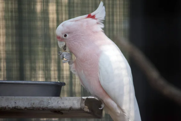 Cacatúa Mitchell Mayor Blanca Con Rosa Vagón Inferior Tiene Peine —  Fotos de Stock