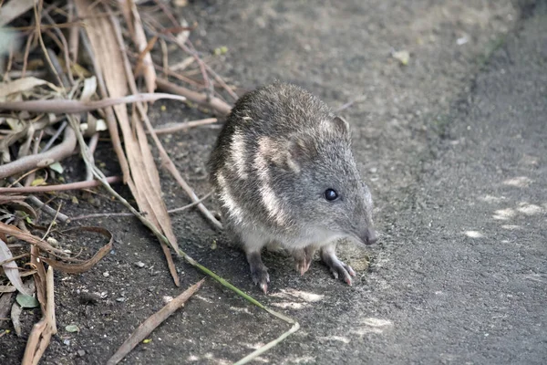 Naso Lungo Potoroo Assomiglia Ratto Grigio — Foto Stock